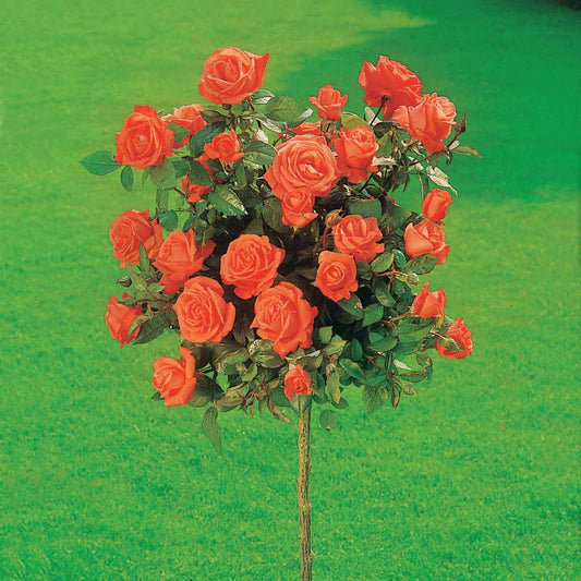 Rosier sur tige Ramona - Bakker