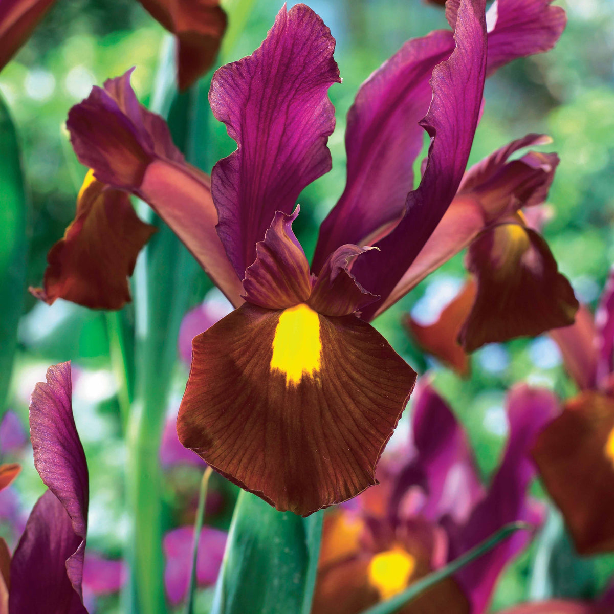 20 Iris de Hollande Braise rouge - Iris hollandica Red Ember - Bakker