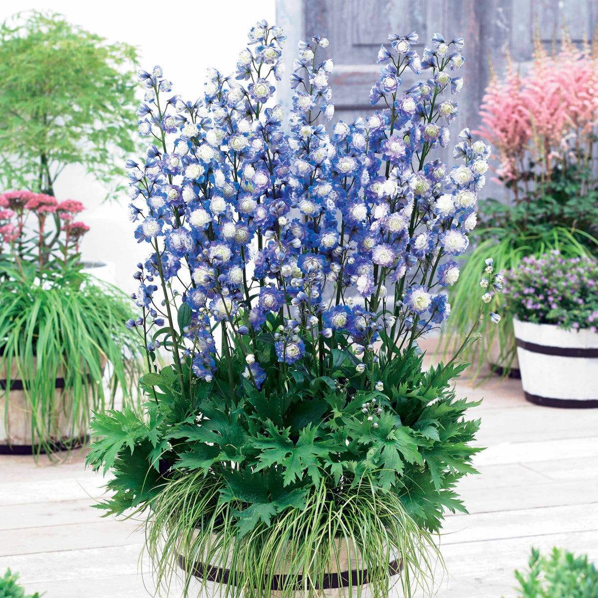 Delphinium Highlander® Bolero - Delphinium Highlander® Bolero - Bakker