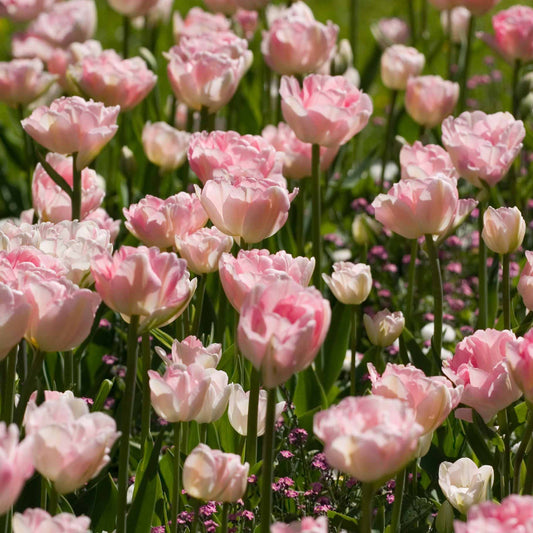 Collection de 20 Tulipes romantiques Angélique et  Shirley - Bakker