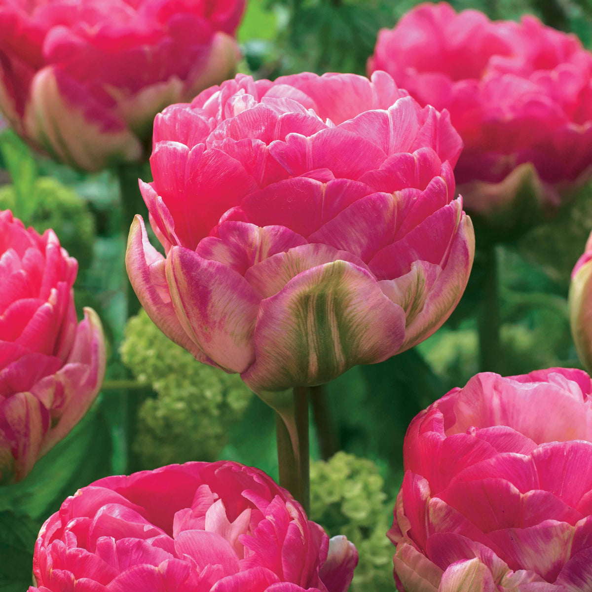 10 Tulipes à fleurs pivoine Pompon rose - Tulipa pink size - Bakker
