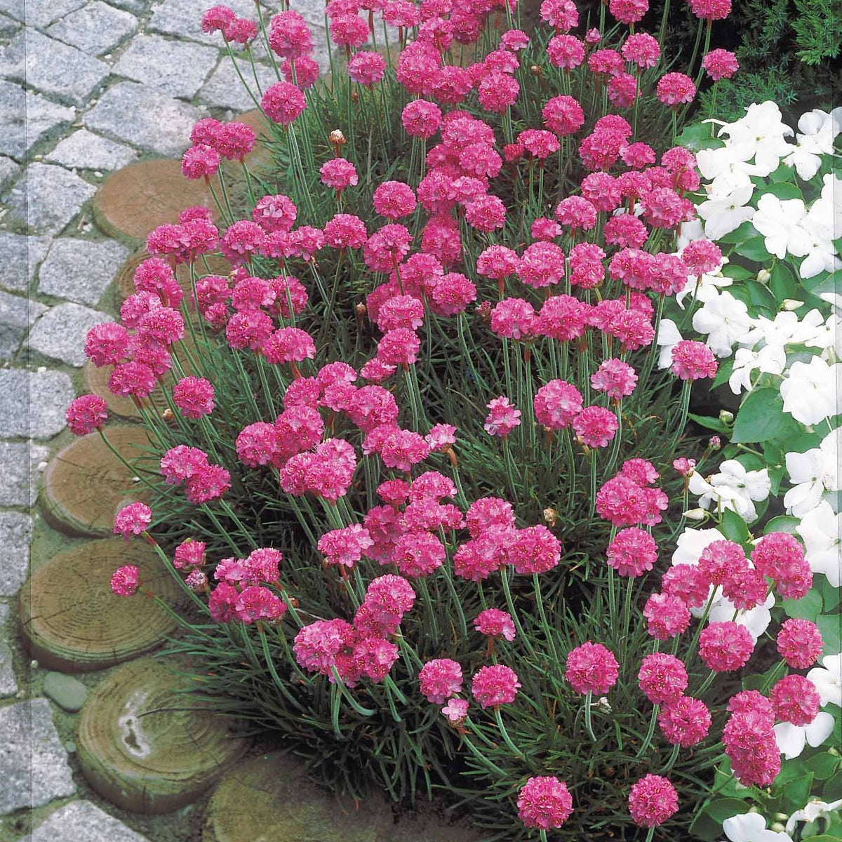 Gazons d'Espagne - Armeria maritima Splendens - Bakker