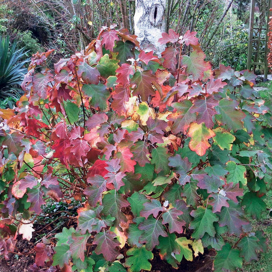 Hortensia à feuilles de chêne - Bakker