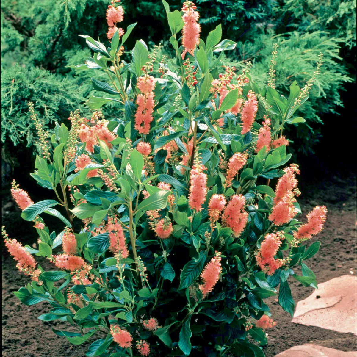 Clethra alnifolia Pink Spire - Clethra Flèche rose - Arbustes fleuris