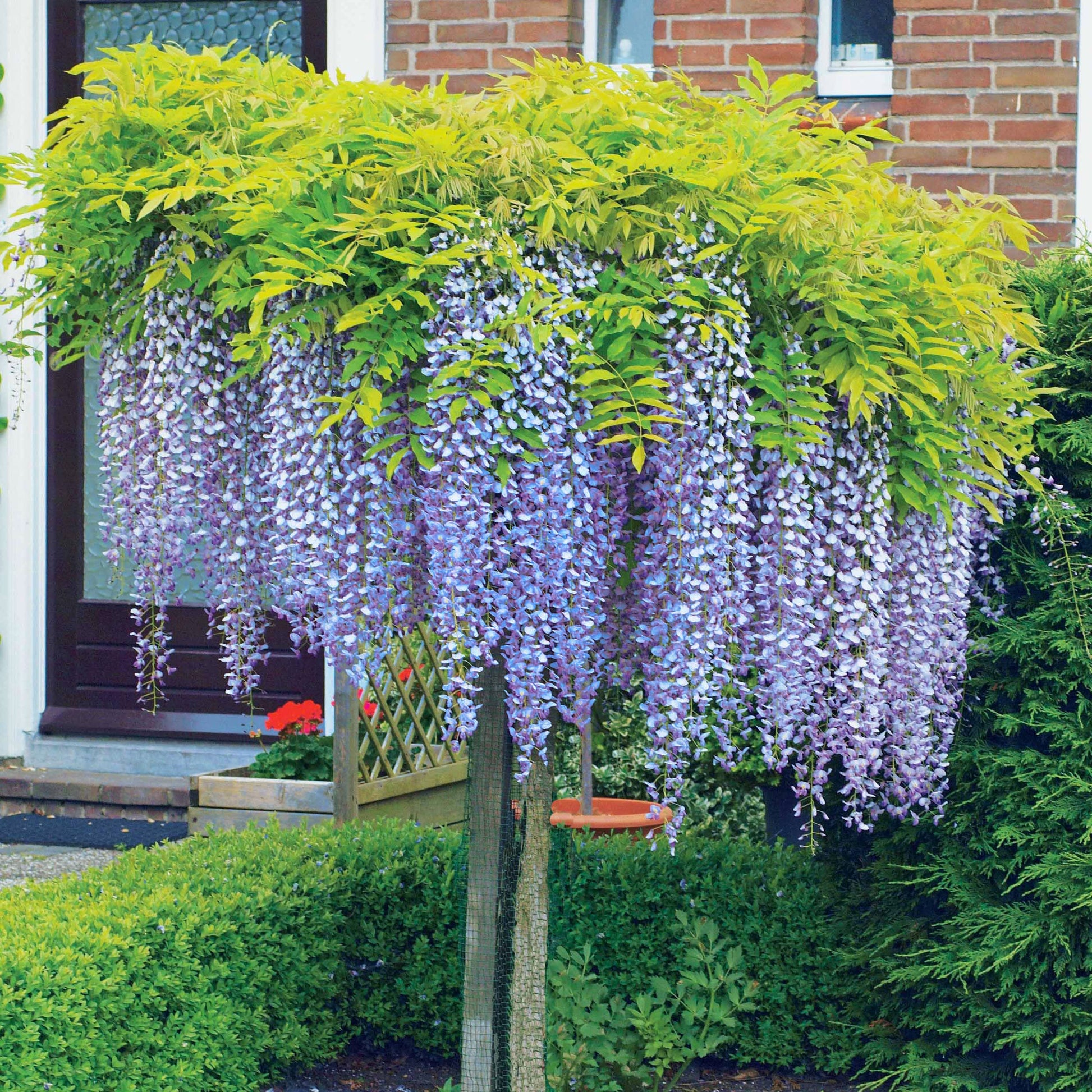 Wisteria sinensis - Glycine bleue sur tige - Glycine