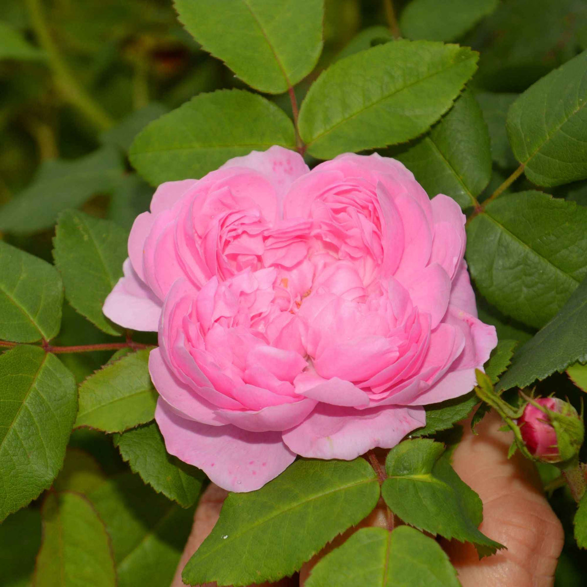 Rosa Comte de Chambord - Rosier Comte de Chambord - Rosiers