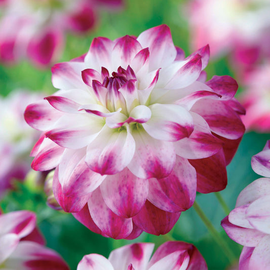 3 Dahlias caméléon Saint Martin - Bakker