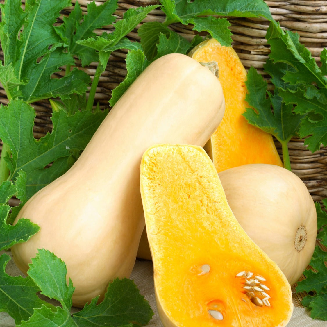 Courge Butternut Hercules F1 - Cucurbita moschata hercules f1 - Bakker