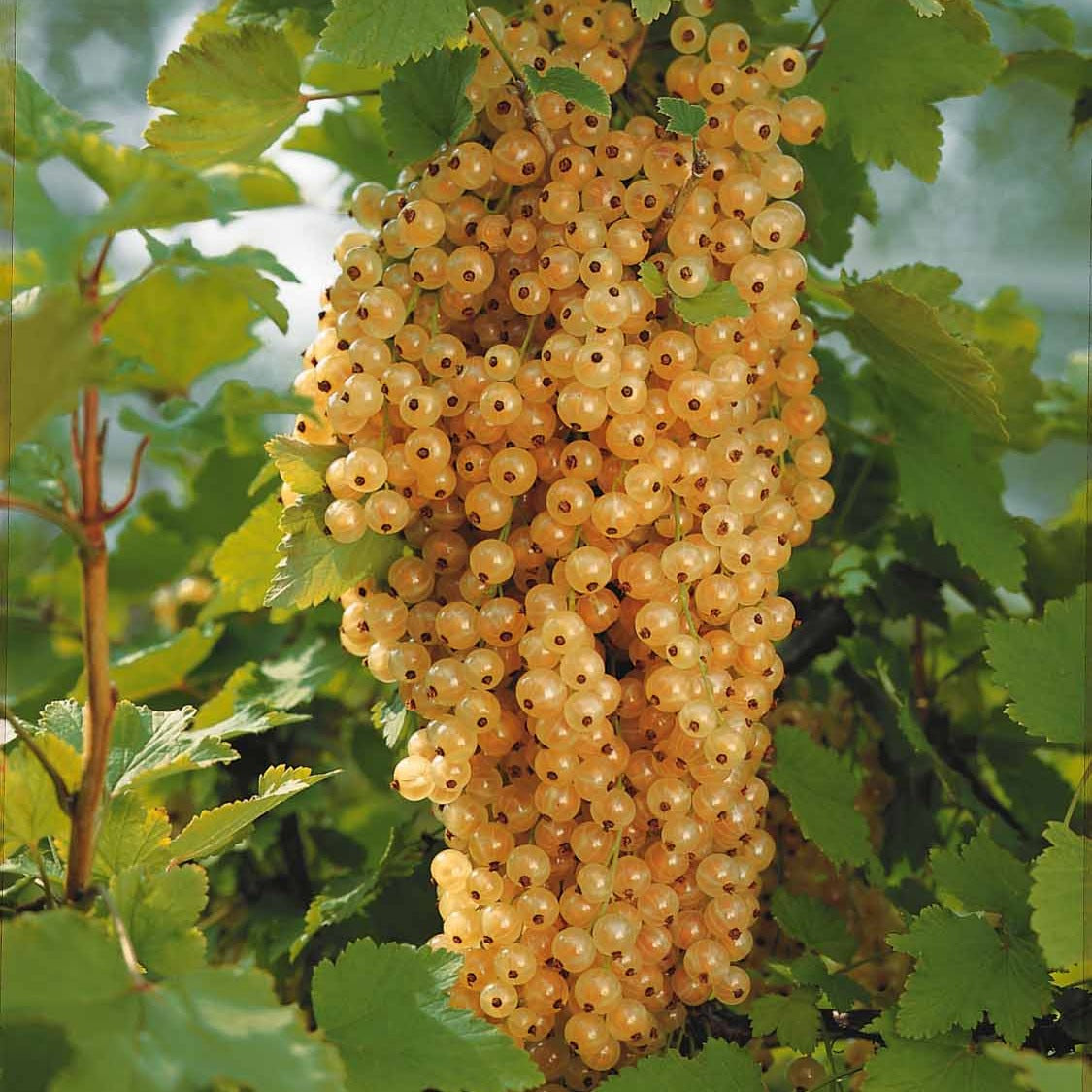 Groseilliers - 2 Groseilliers Blanka - Ribes rubrum Blanka