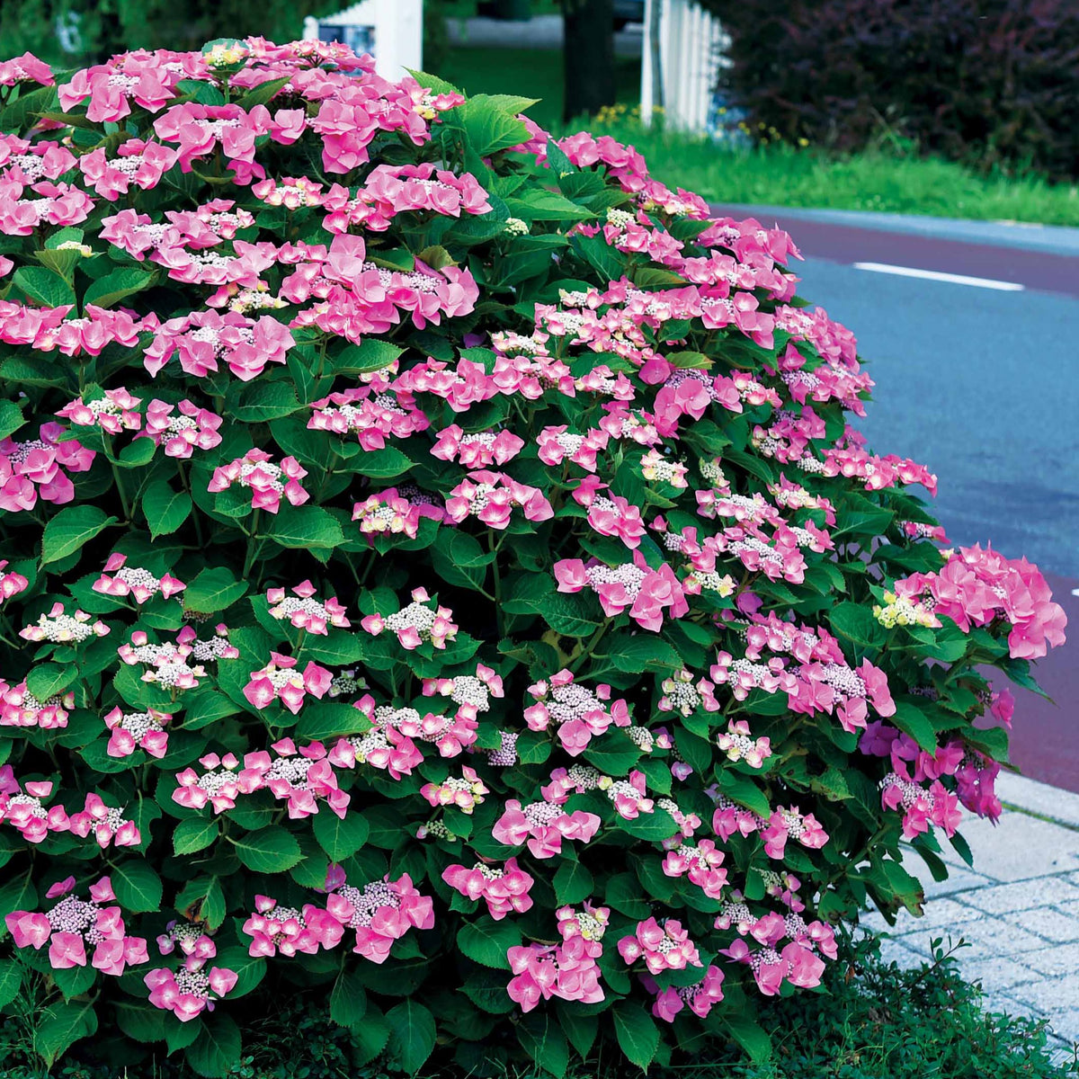 Hortensia Selina - Hydrangea macrophylla Selina - Bakker