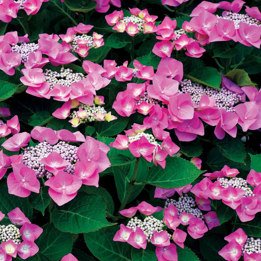 Hortensia Selina - Bakker