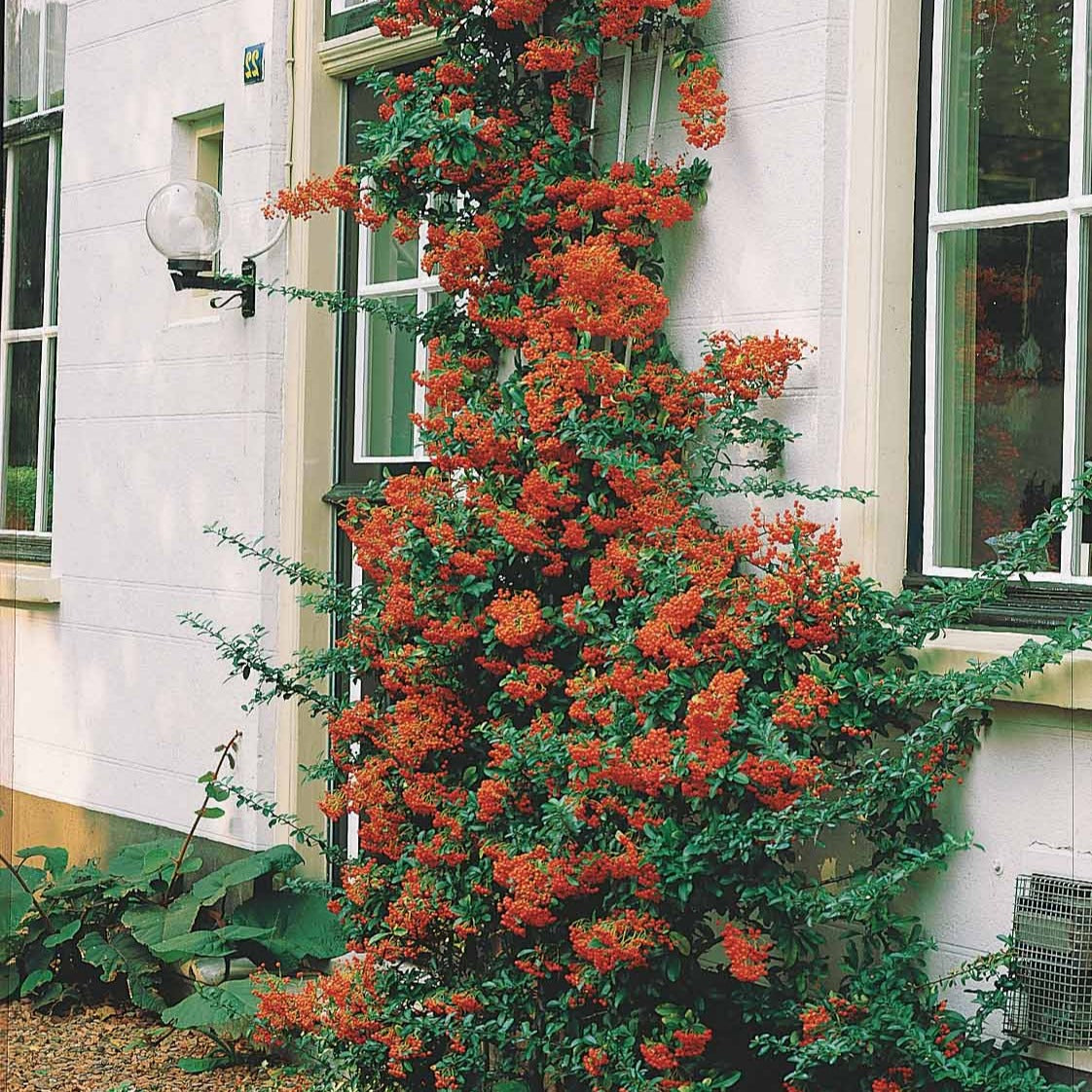 Pyracantha rouge - Pyracantha coccinea - Bakker