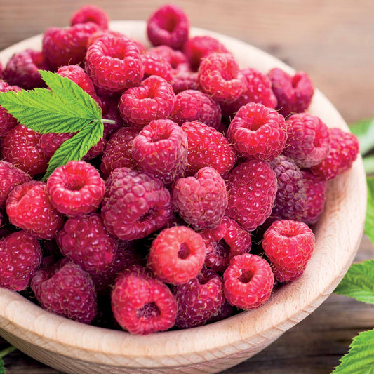 2 Framboisiers remontants Paris - Bakker