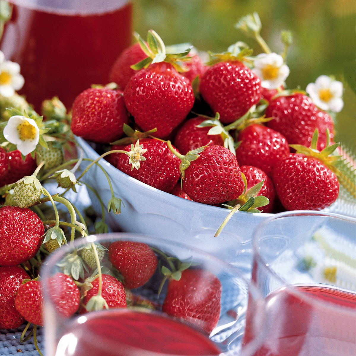 Fragaria vesca mara des bois - Fraisiers remontants Mara des Bois - Fraisiers