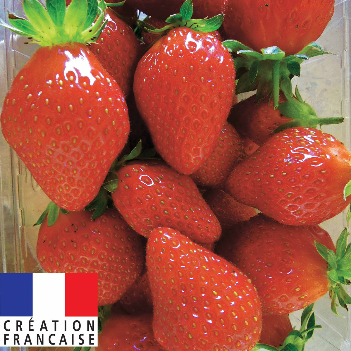 Fraisier remontant Mariguette ® - Bakker