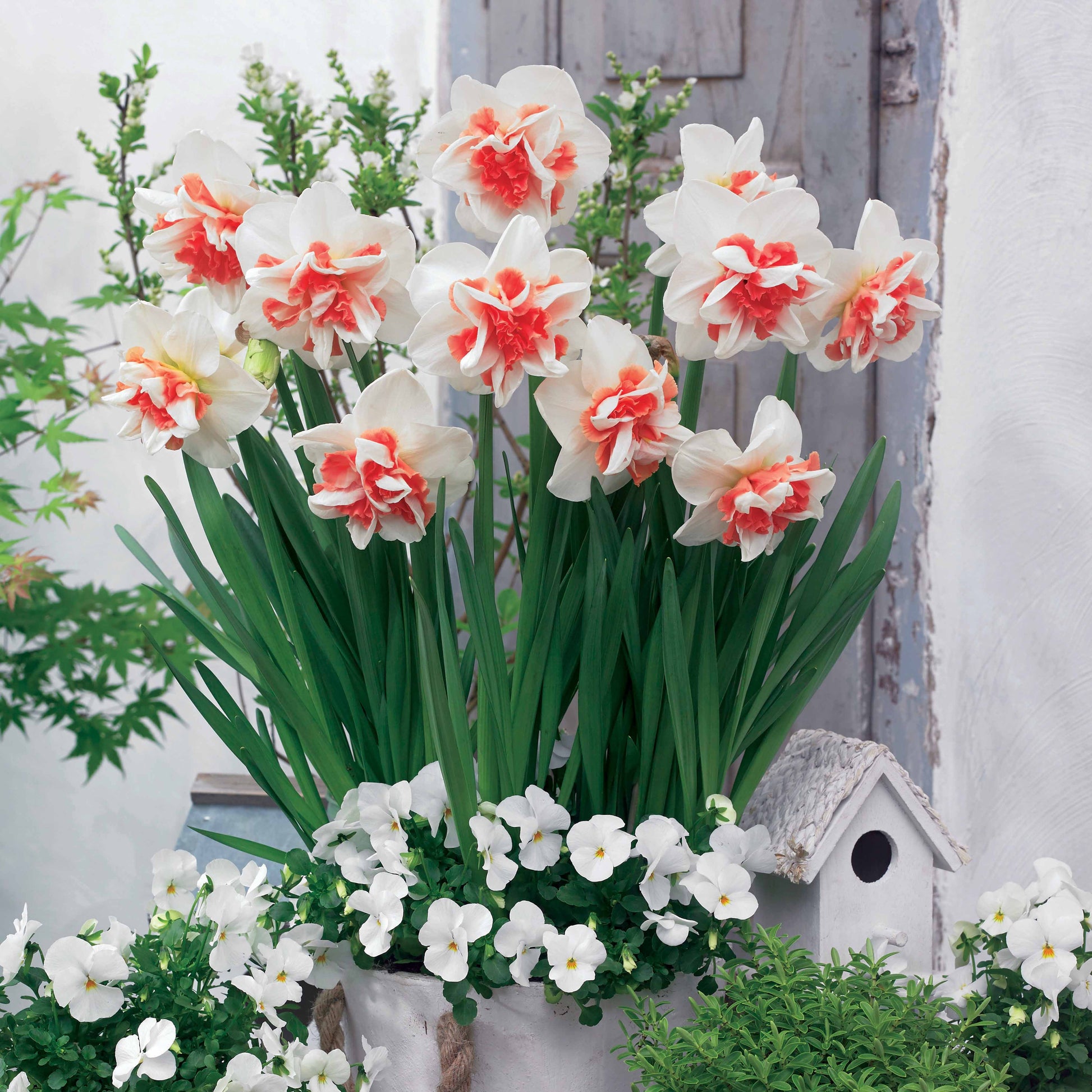 10 Narcisses à fleurs doubles doubles Delnashaugh - Bakker