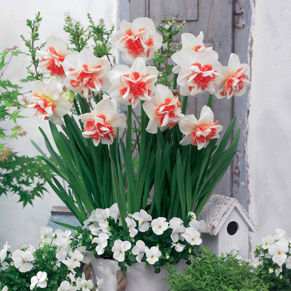 10 Narcisses à fleurs doubles doubles Delnashaugh - Bakker