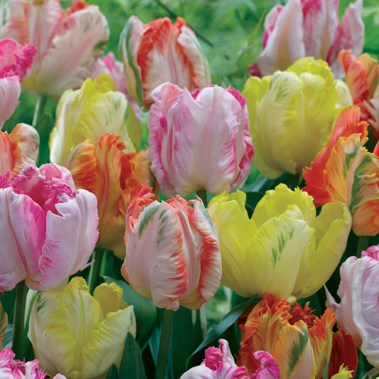 Bakker - 18 Tulipes perroquets pastel en mélange - Tulipa 'texas gold','apricot parrot''webers parrot - Bulbes à fleurs