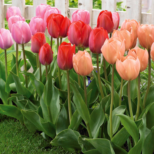 25 Tulipes Van Eijk en mélange - Bakker