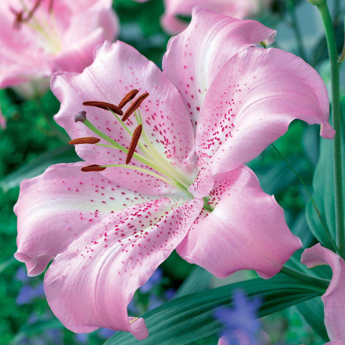 3 Lis orientaux Josephine - Lilium orientalis josephine - Bakker