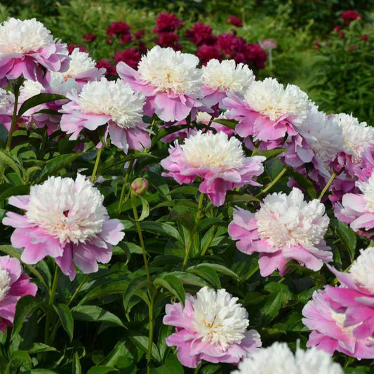 Pivoine Bowl of Beauty - Bakker