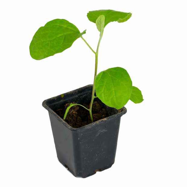 Solanum melongena Baluroi F1 - Plant Aubergine Baluroi F1 - Plants potagers