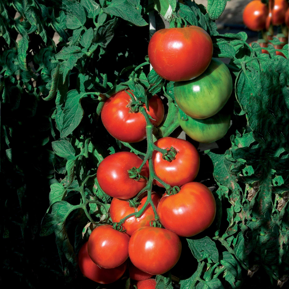 Graines de tomates - Tomate Pyros HF1 - Solanum lycopersicum pyros hf1 (obtention clause)