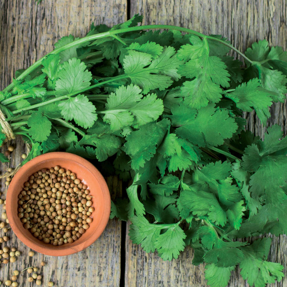 Coriandre Slowbolting - Coriandrum sativum slowbolting - Bakker