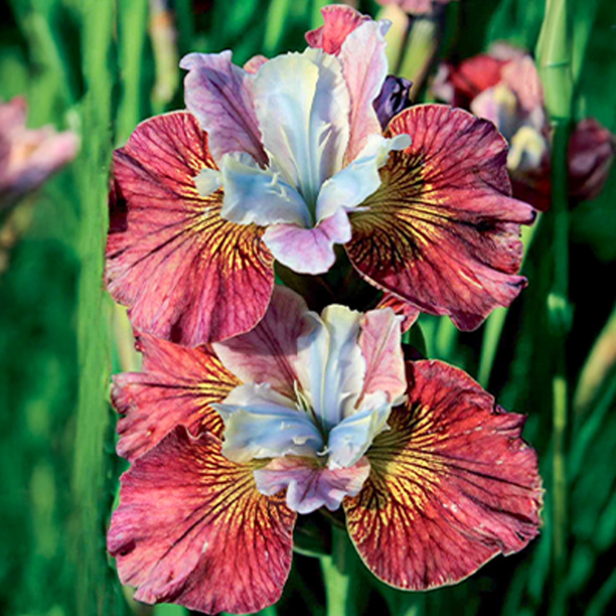 2 Iris de Sibérie Femmes peintes - Iris sibirica painted women - Bakker