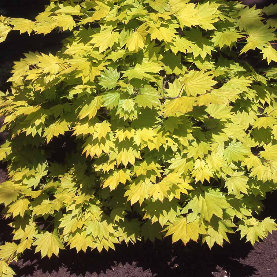 Acer shirasawanum aureum - Erable du Japon doré - Érable du Japon