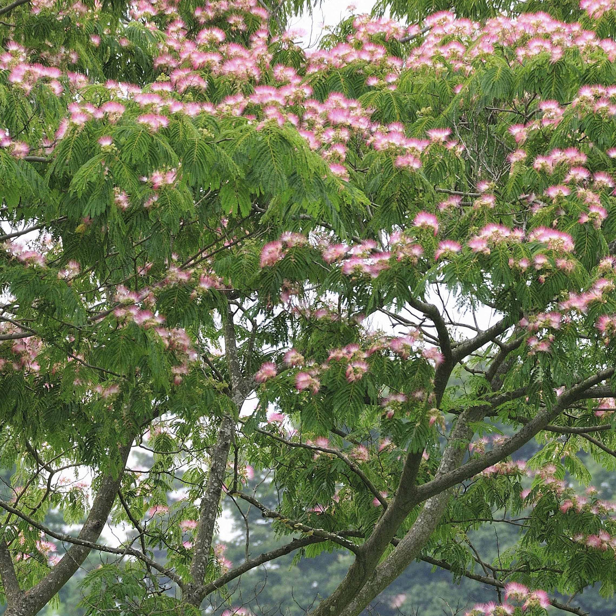 Vente Arbre à soie rose - Albizia julibrissin rosea
