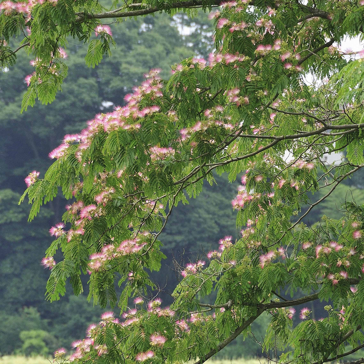 Vente Arbre à soie rose