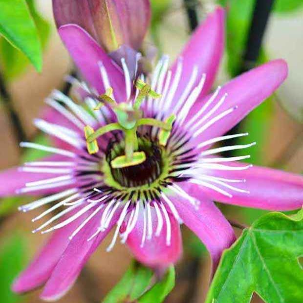 Passiflore Victoria - Bakker