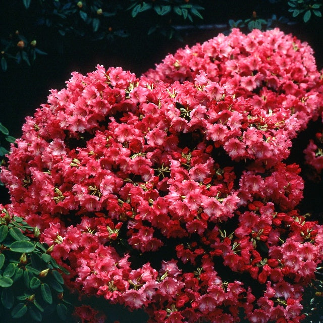 Rhododendron Baden Baden - Rhododendron compact Baden Baden - Rhododendron