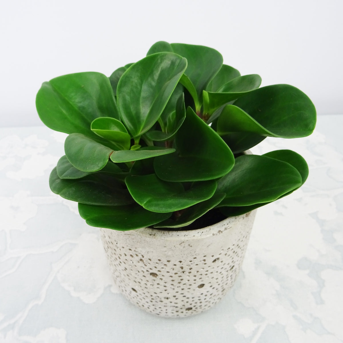 Peperomia green - Peperomia Green - Plantes vertes d'intérieur