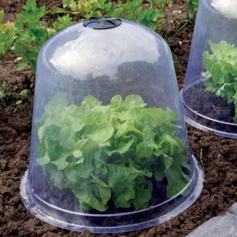 3 Cloches de forçage - - Bakker