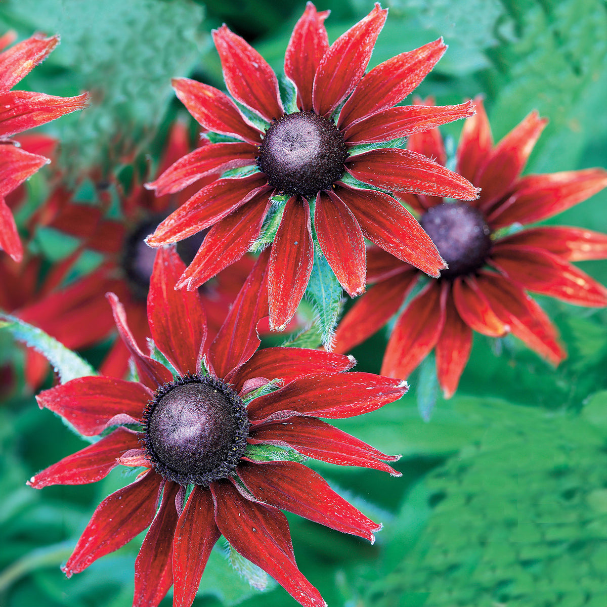 Echinacea hirta cherry brandy - 2 Rudbeckia hirta Cherry Brandy - Vivaces fleuries