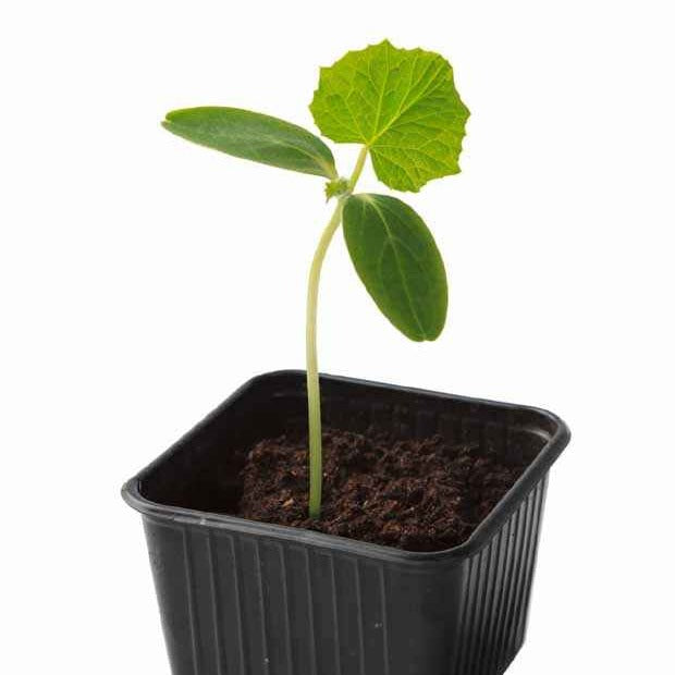 Plant Concombre Gynial F1 - Cucurbita pepo gynial f1 - Bakker