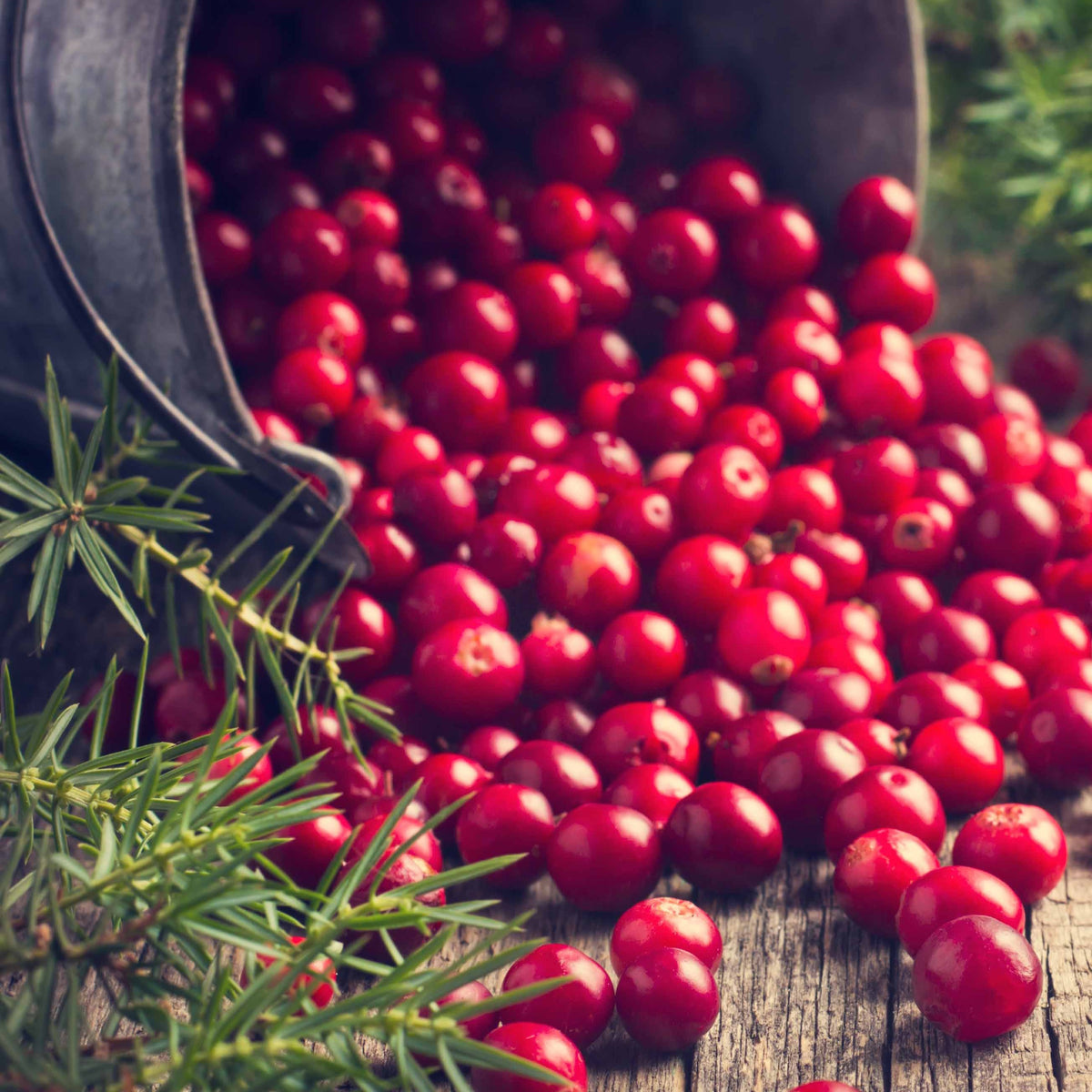 Vaccinium macrocarpon - Canneberge - Cranberry - Myrtillers