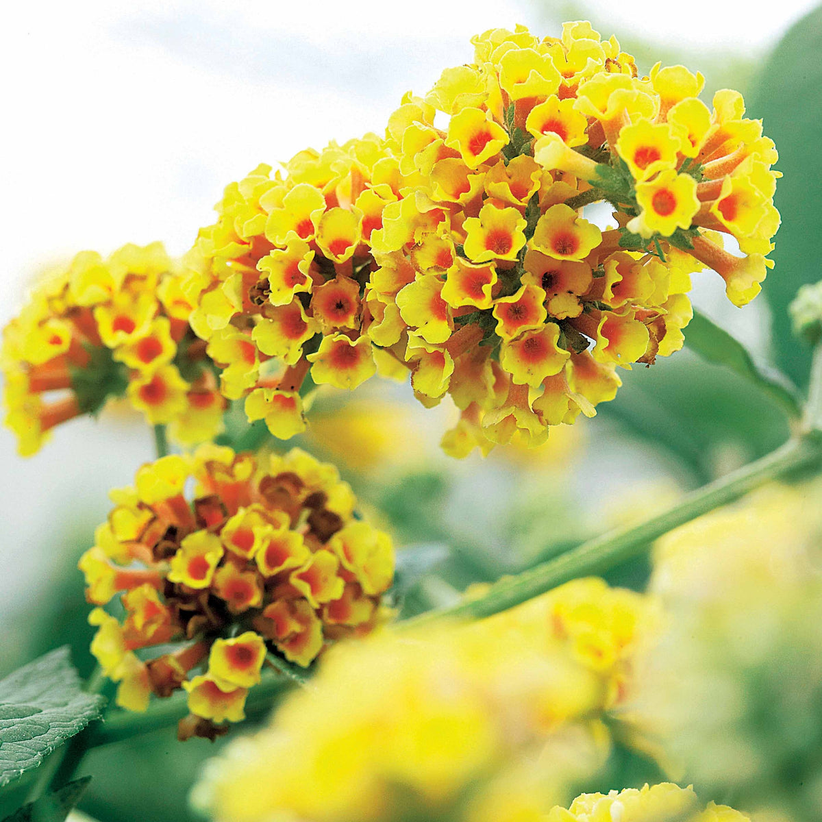Arbre à papillons Sungold - Buddleja x weyeriana Sungold - Bakker