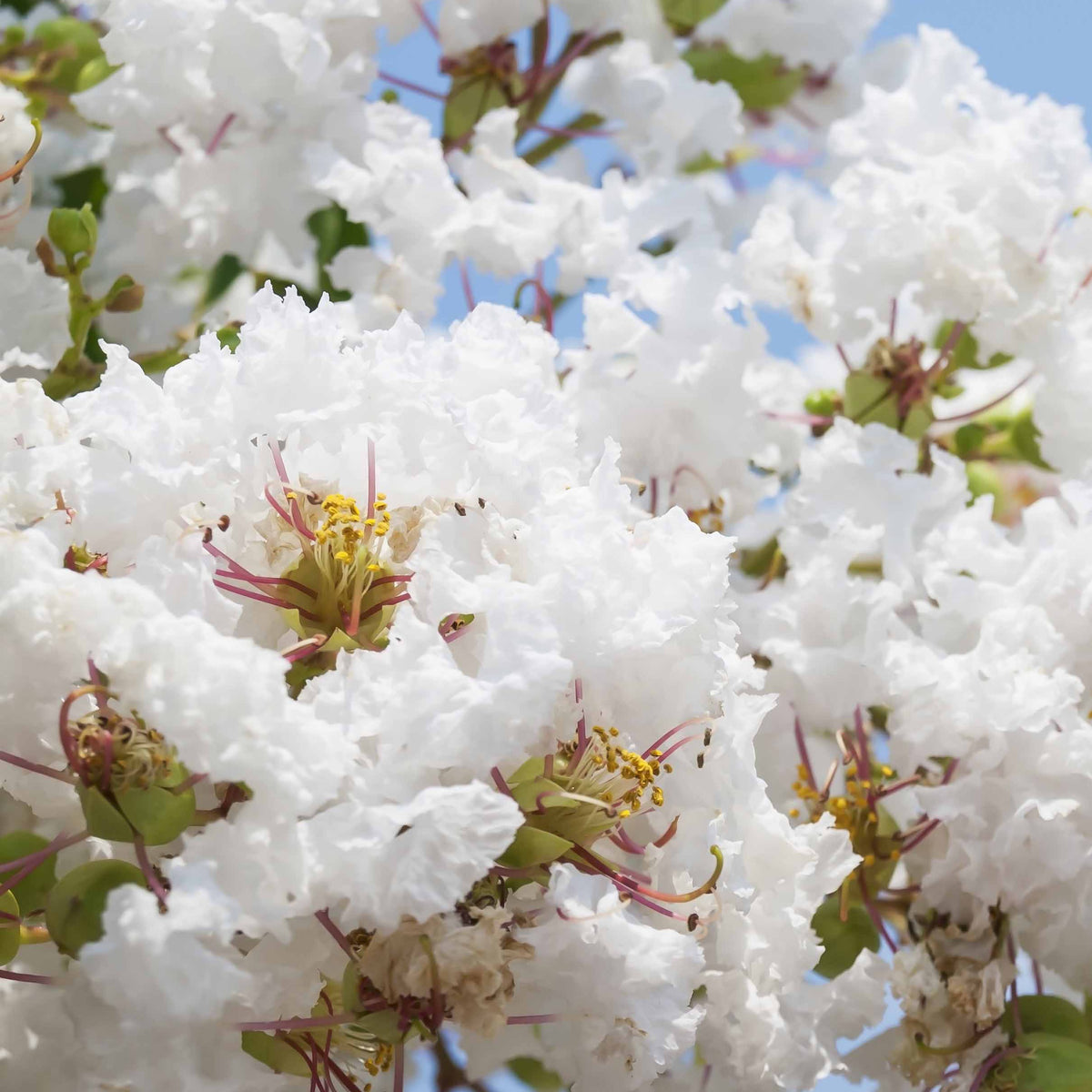 Lagerstroemia indica Neige d'Été - Lilas des Indes blanc - Lilas des indes