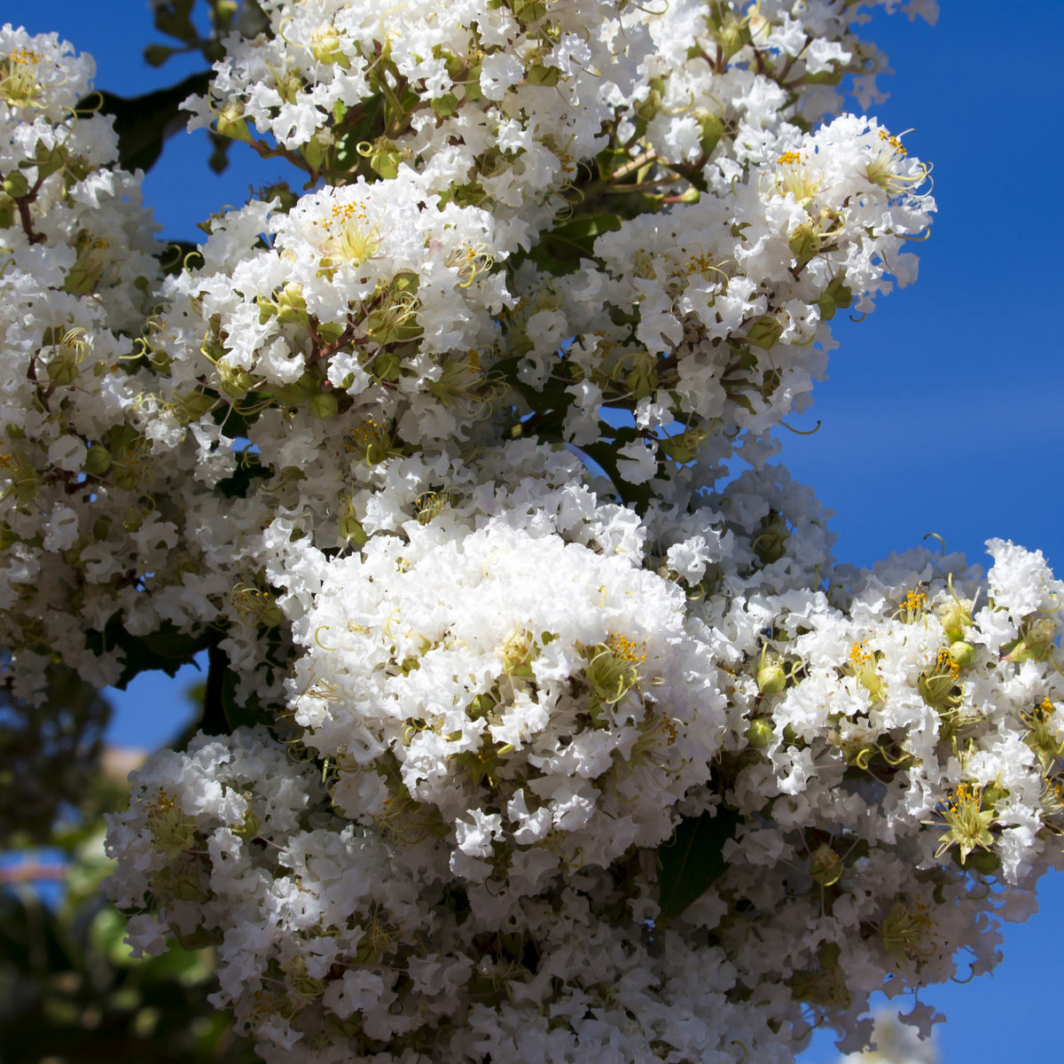 Lilas des Indes blanc - Lagerstroemia indica Neige d'Été - Bakker
