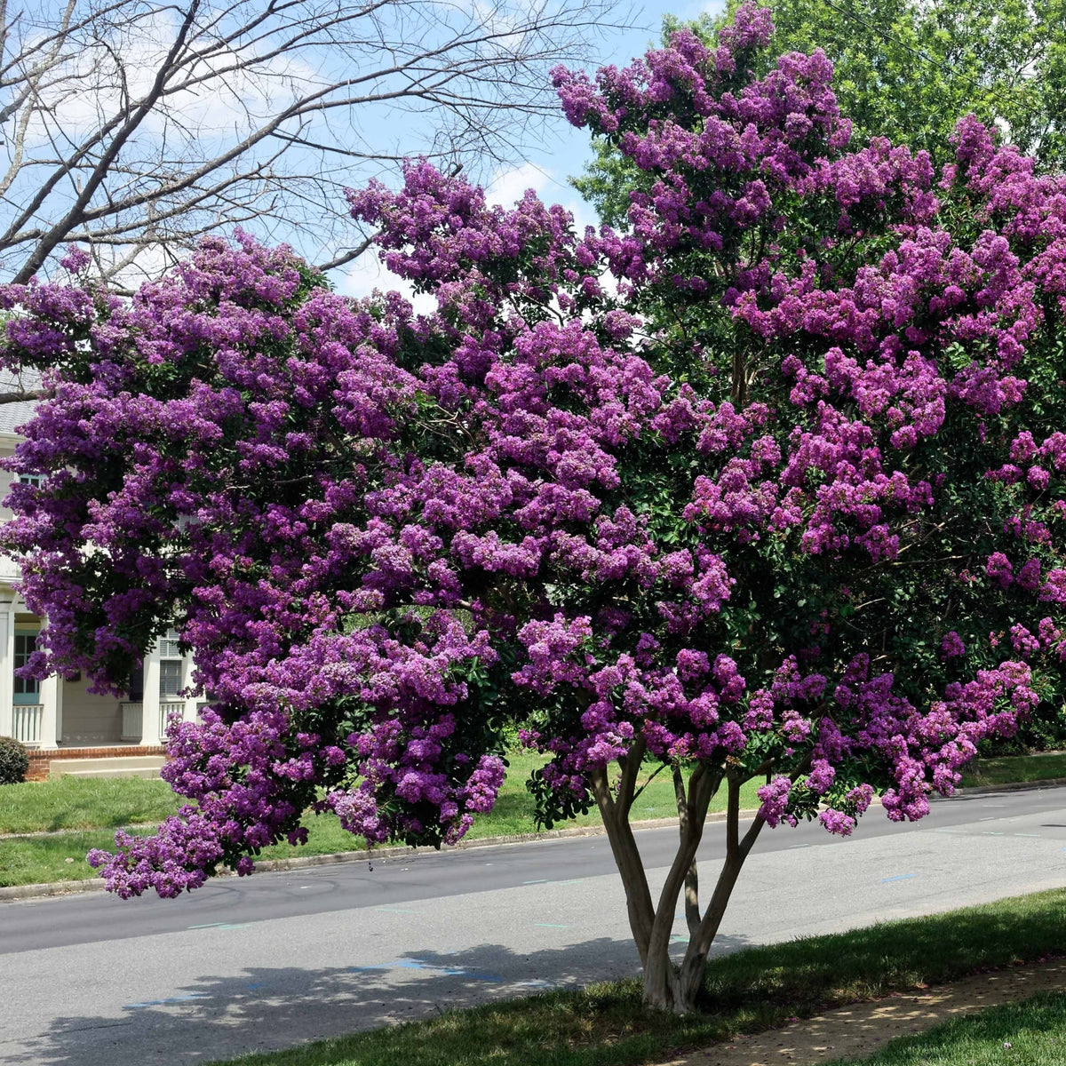 Lagerstroemia indica - Collection de 3 Lilas des Indes : rouge, violet, blanc - Lilas des indes