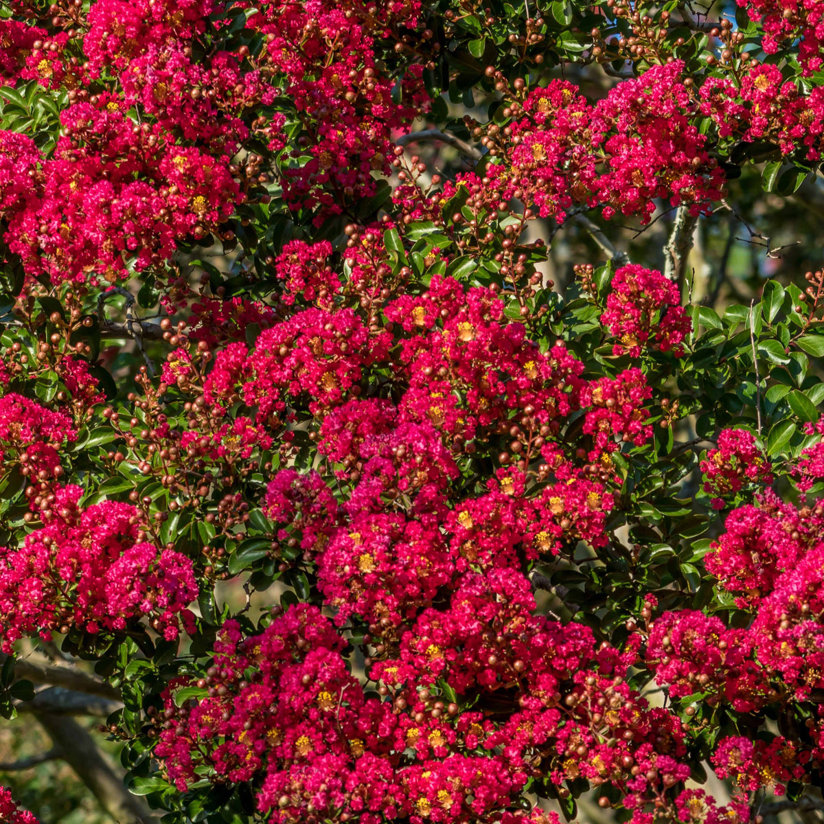 Lagerstroemia indica Red Imperator - Lilas des Indes rouge - Arbustes