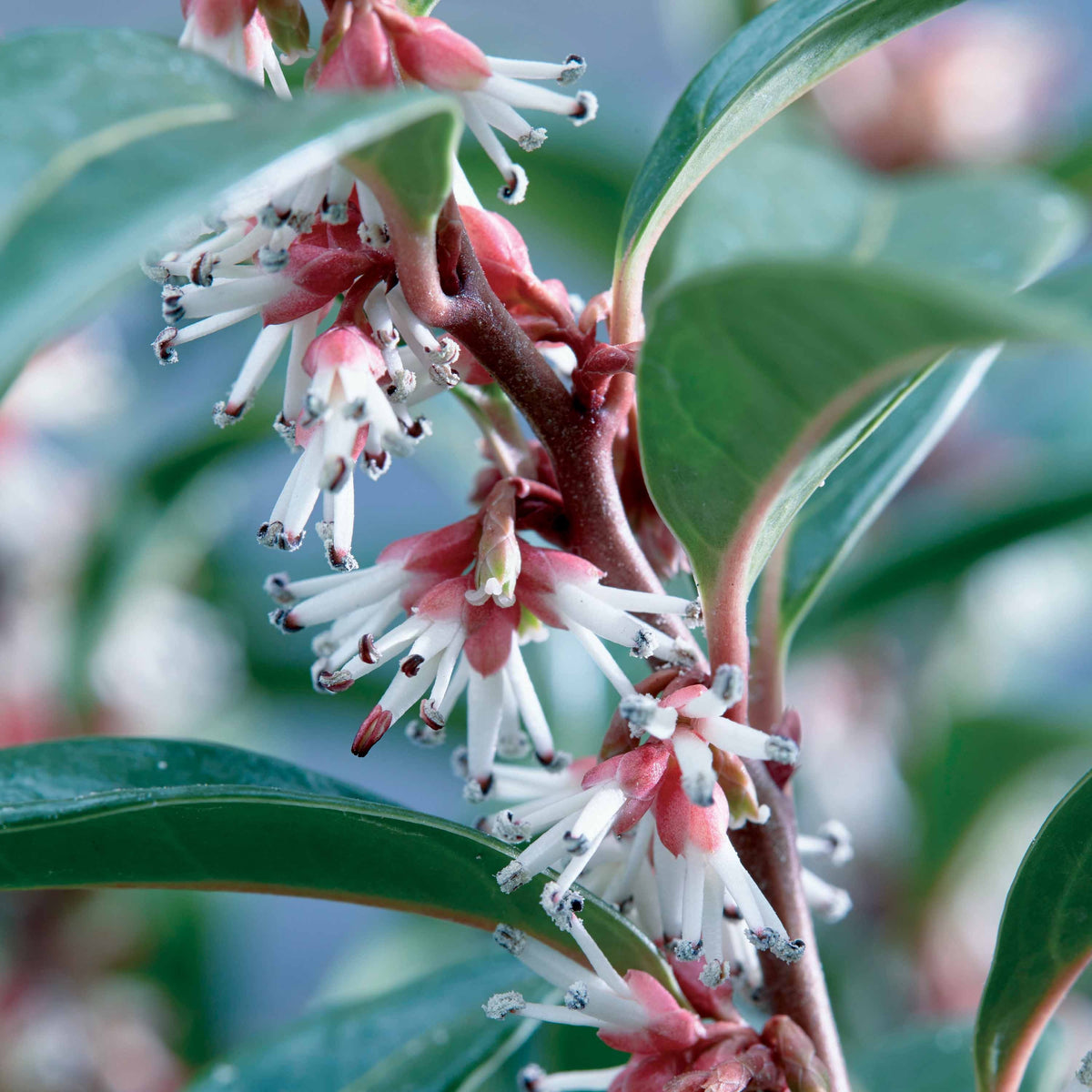 Sarcococca Winter Gem - Sarcococca Winter Gem - Bakker