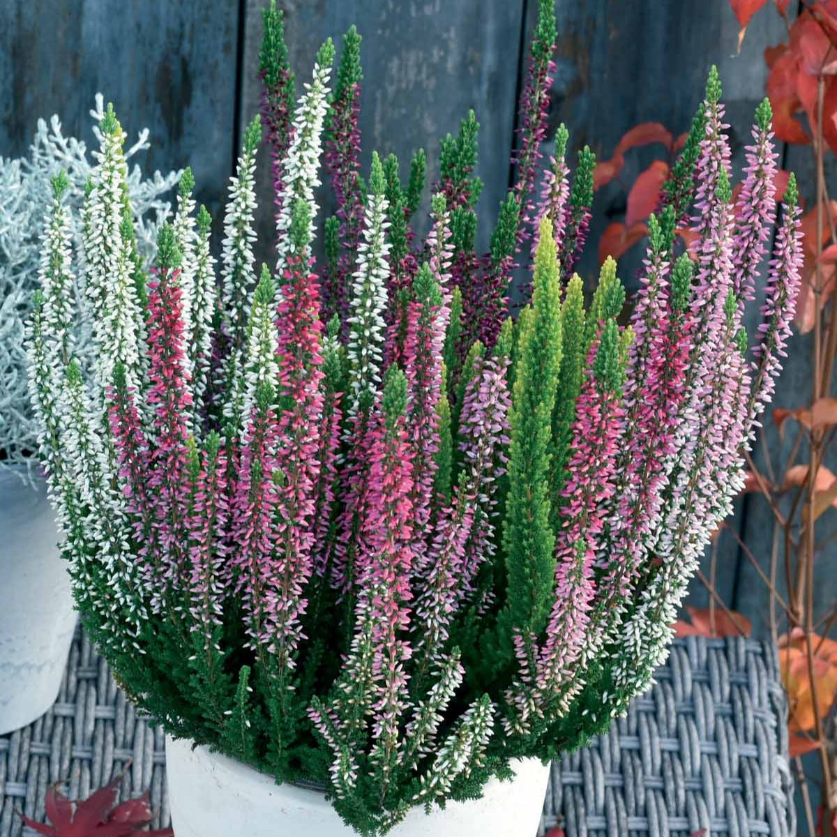 3 bruyères blanche, rouge, rose en mélange