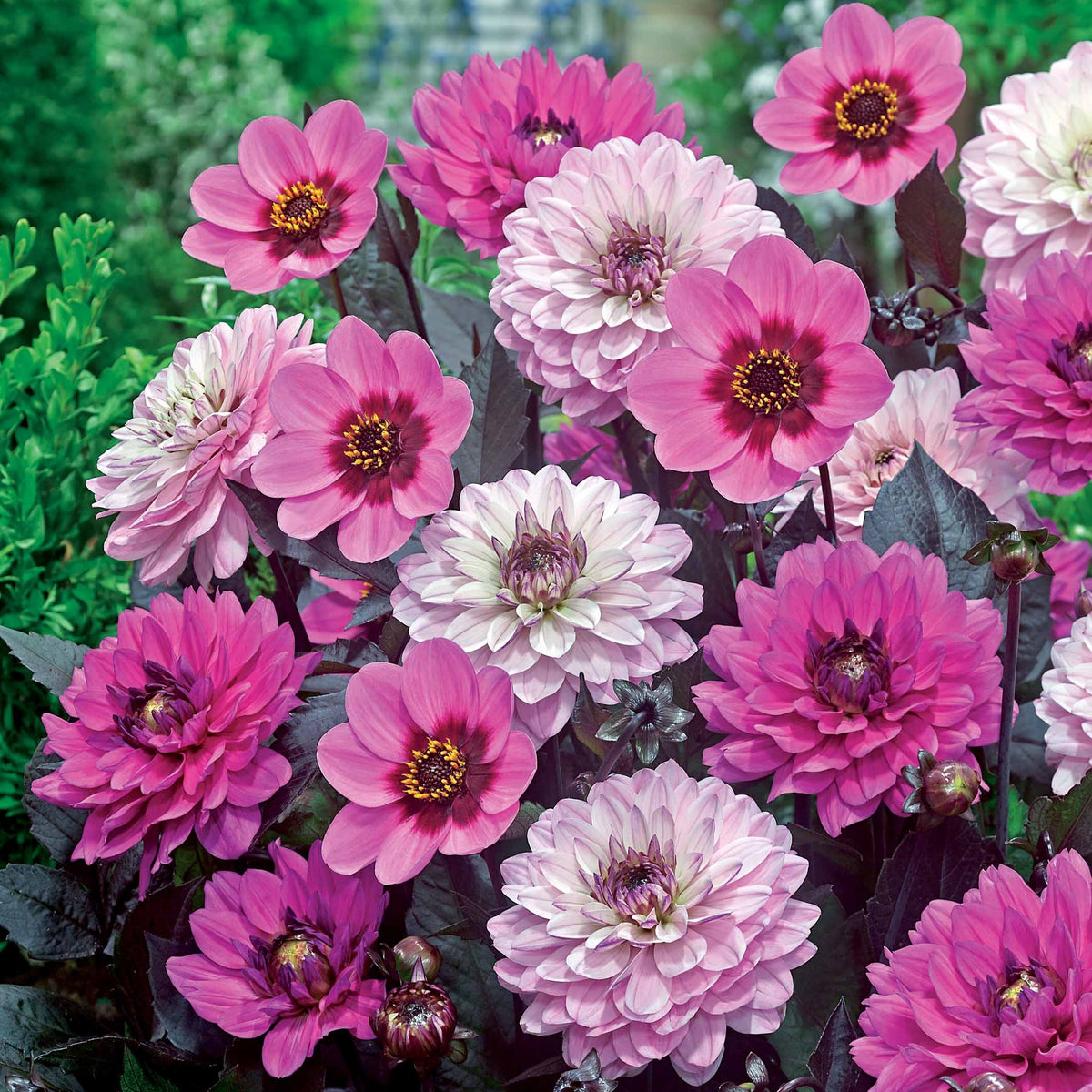 6 Dahlias à feuillage pourpre - Bakker