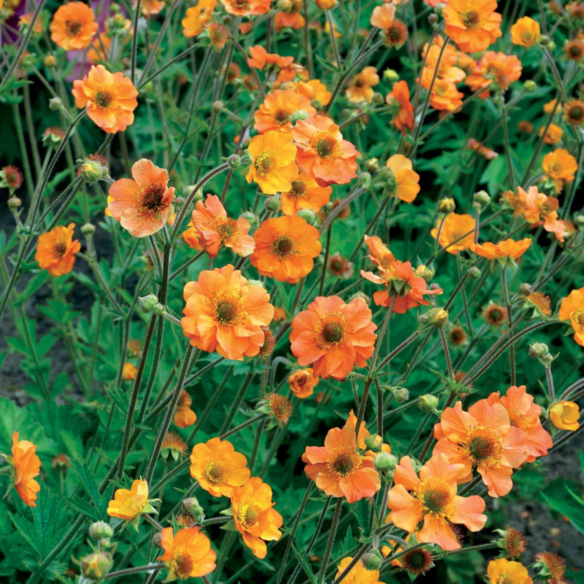 Benoîte Totally tangerine - Geum Totally Tangerine - Bakker