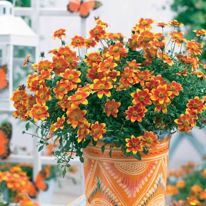 Plantes vivaces - 3 Bidens rouge orange - Bidens ferulifolia Beedance Painted Yellow