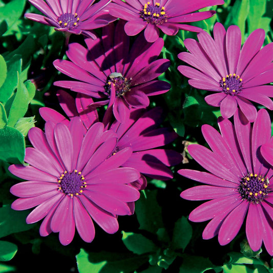 3 Marguerites du Cap pourpres - Bakker